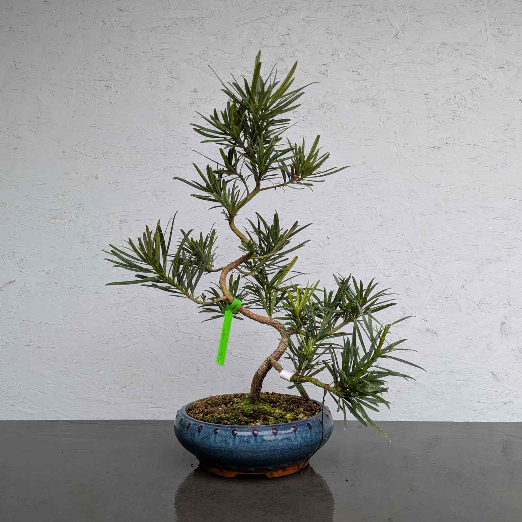 Buddhist Pine