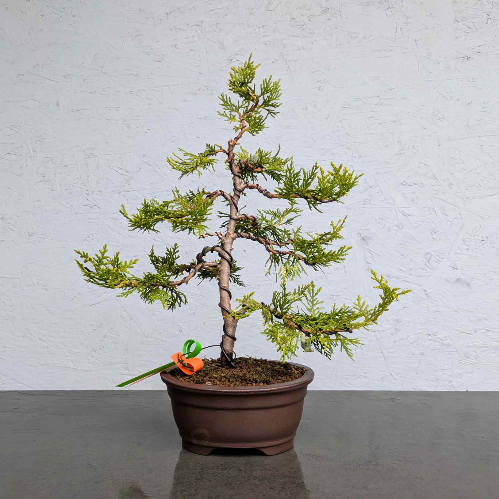 Golden Thuja