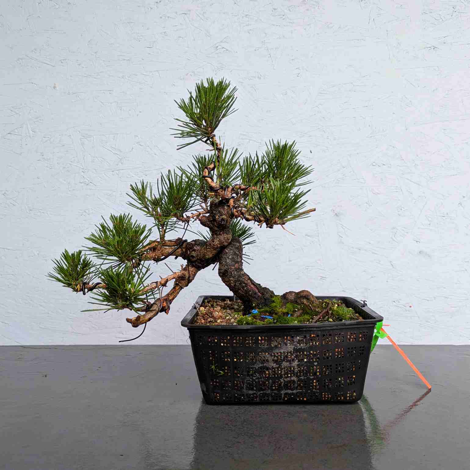 Japanese Black Pine