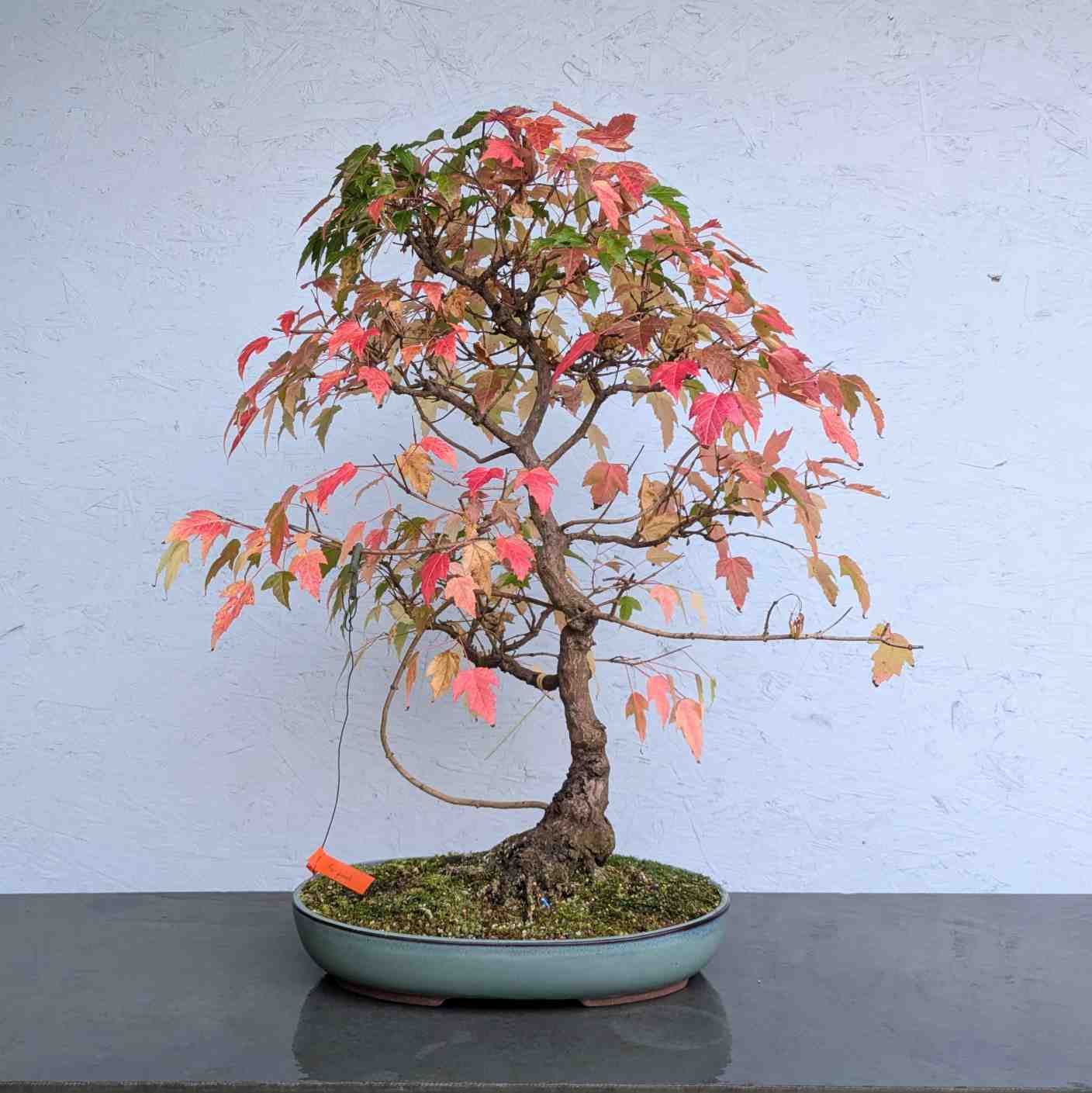 Amur Maple
