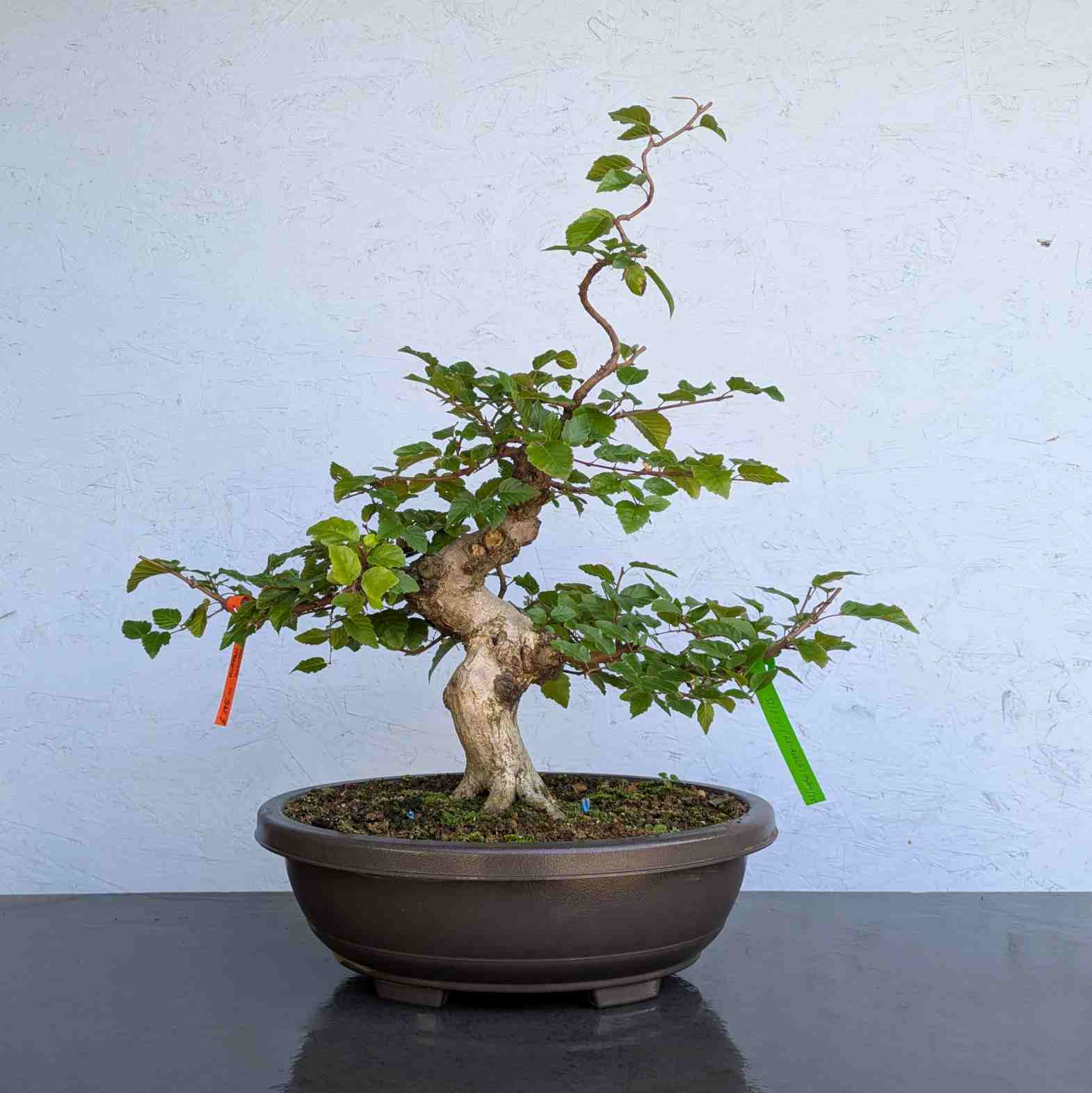 Korean Hornbeam