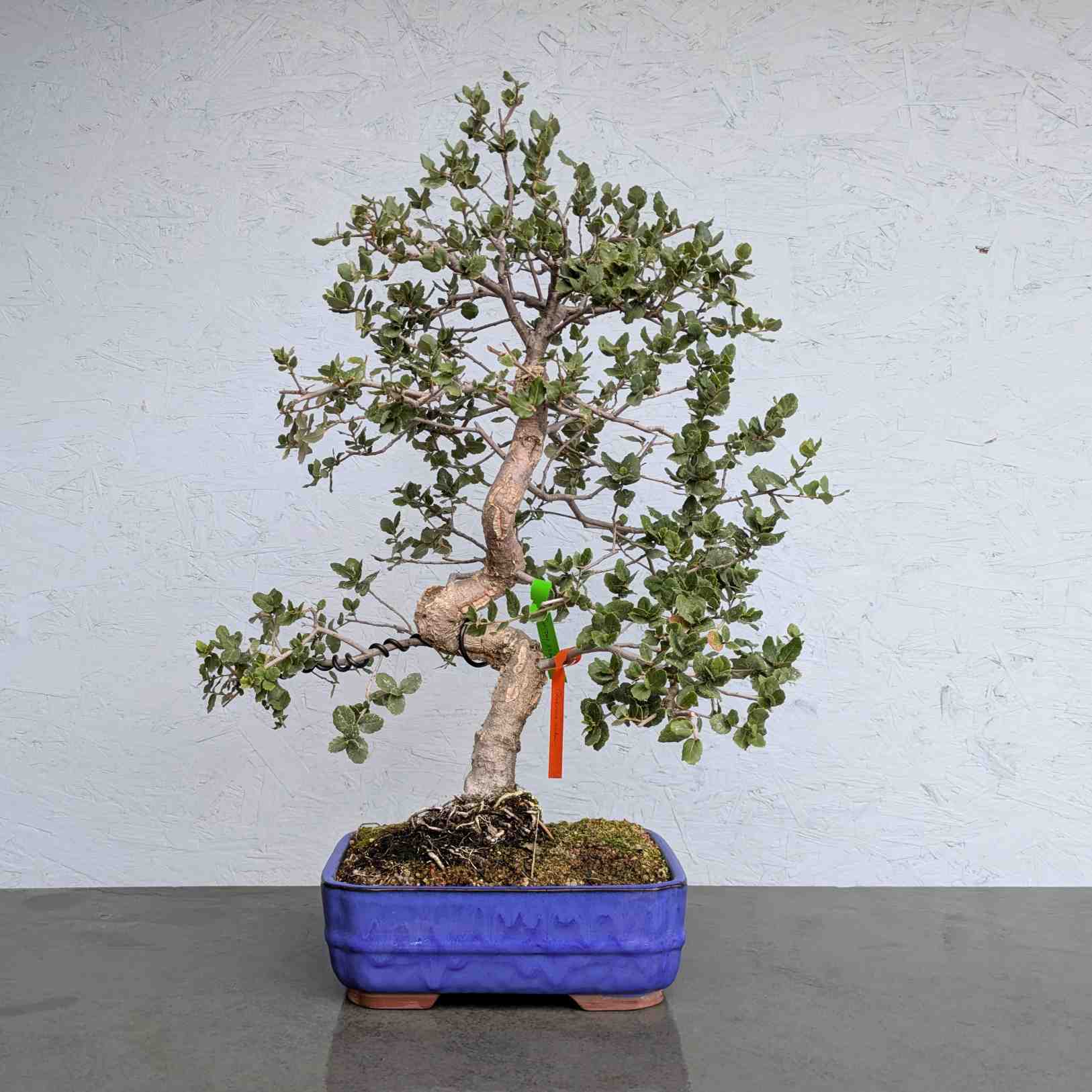 Cork Oak
