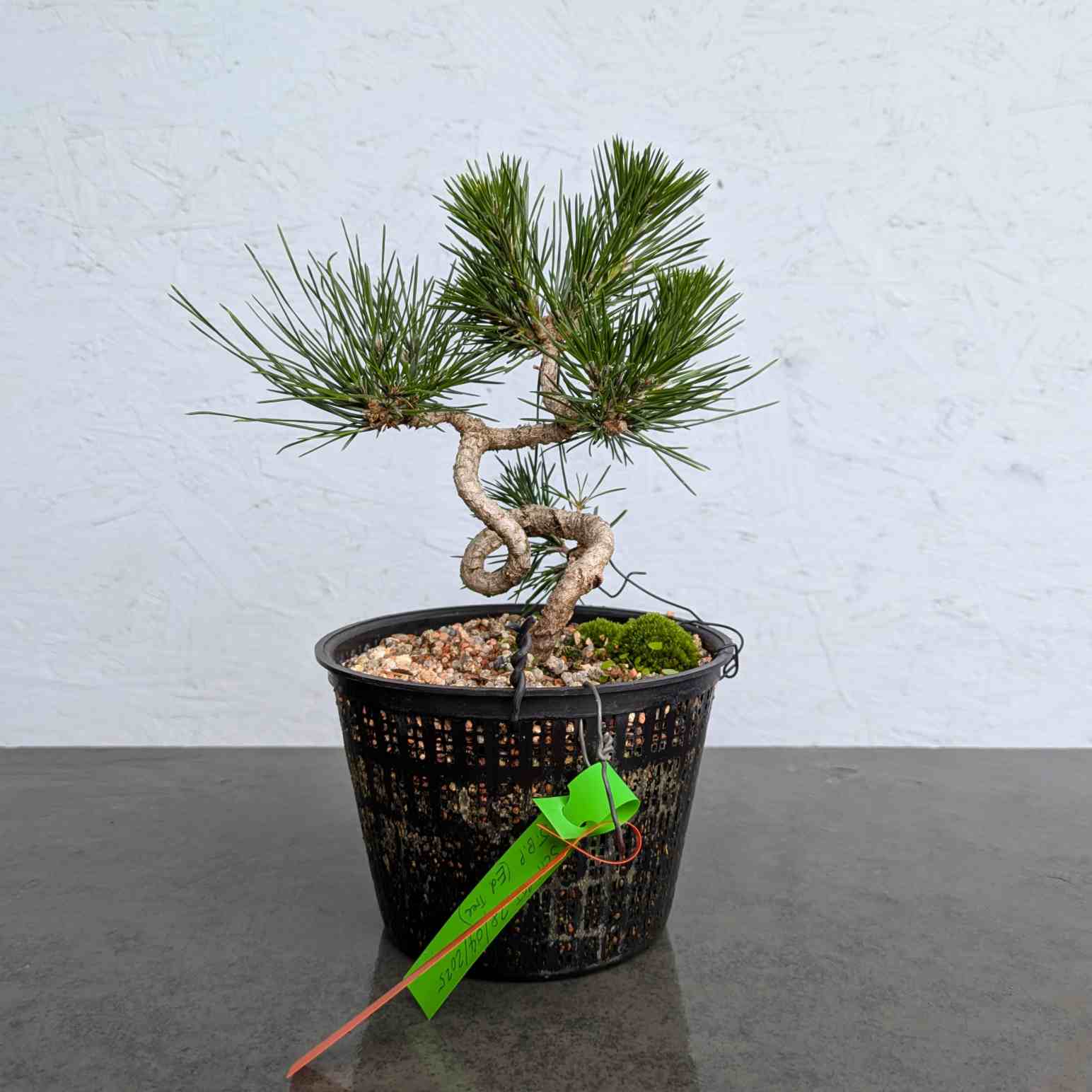 Japanese Black Pine