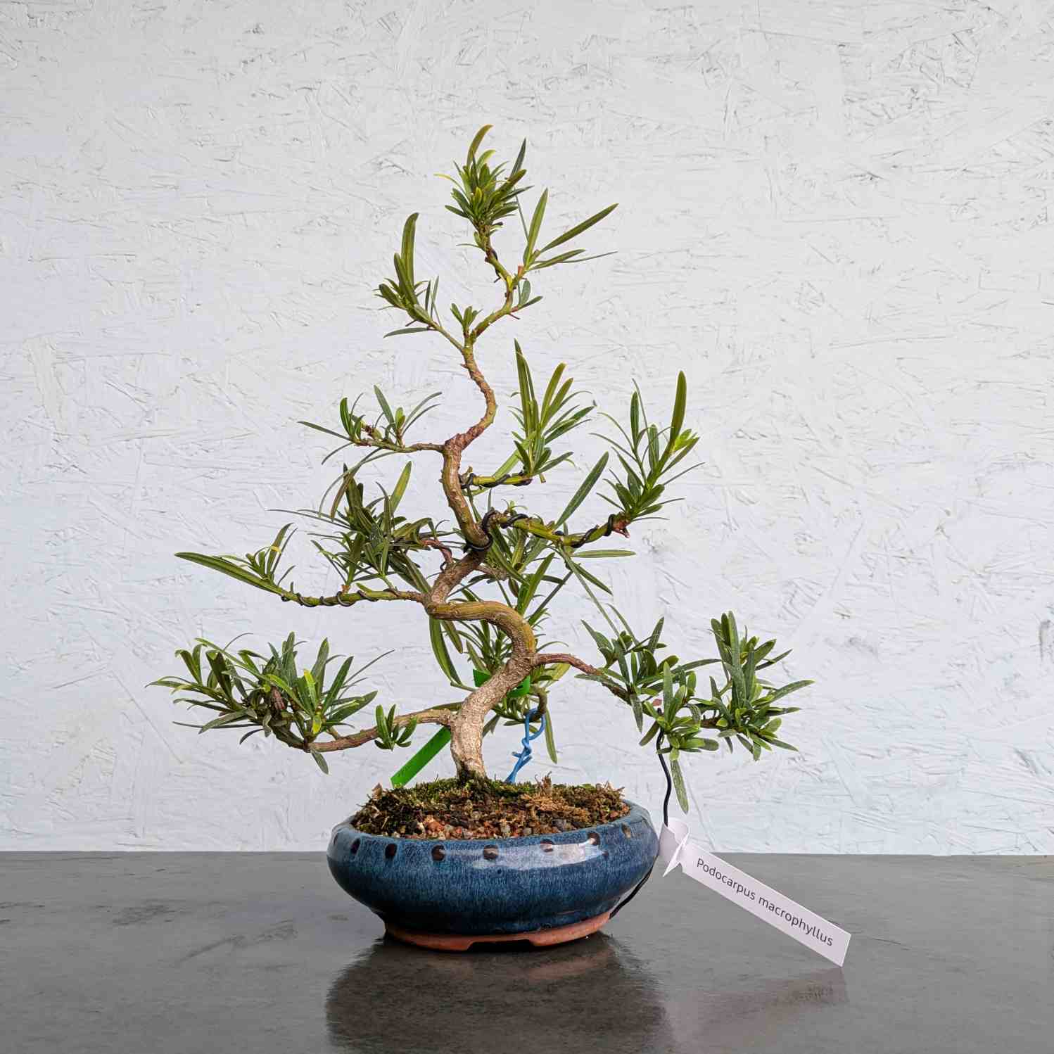 Buddhist Pine