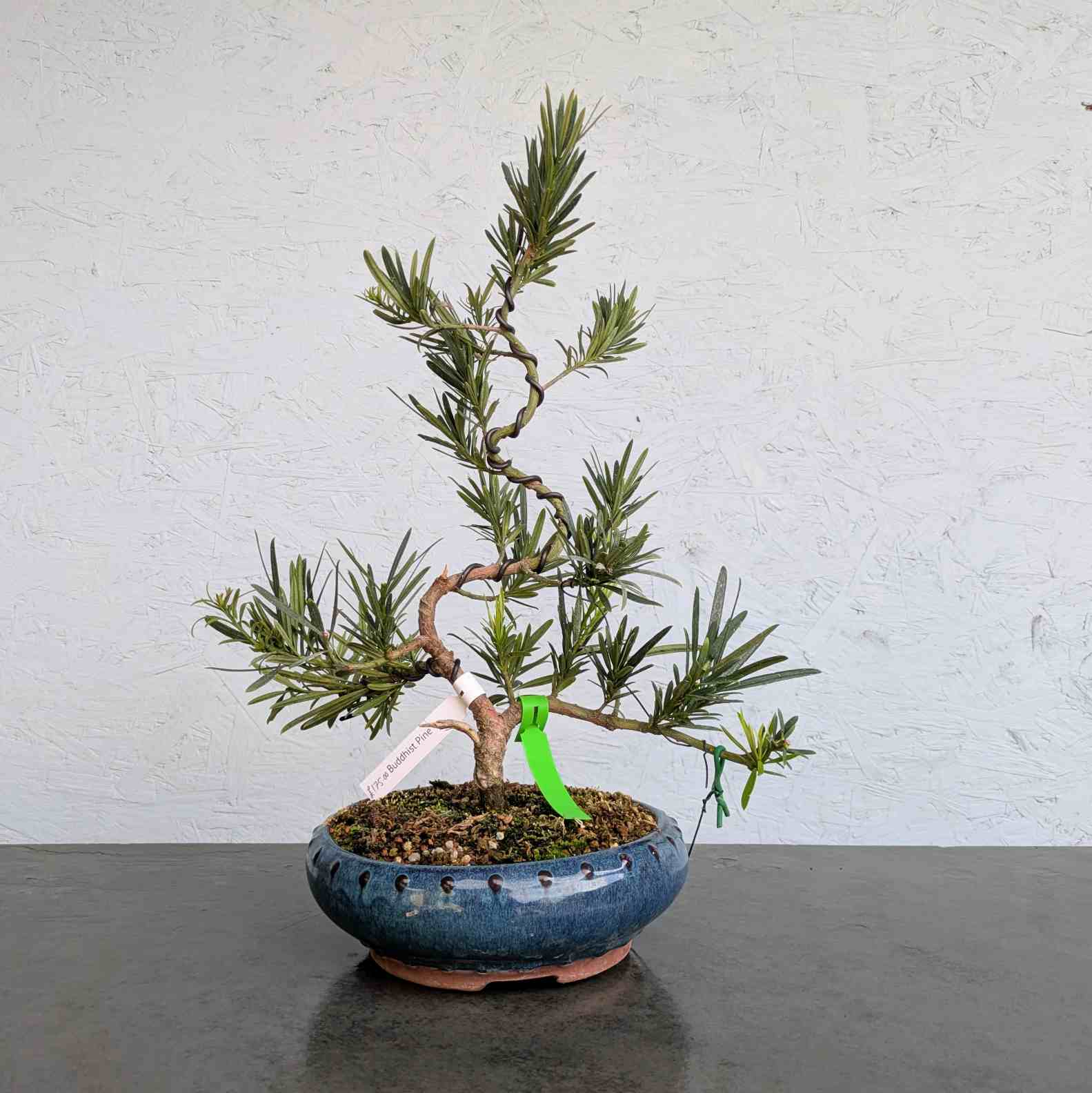 Buddhist Pine