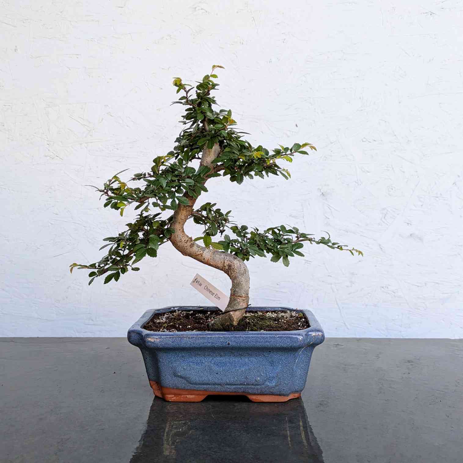 Chinese Elm