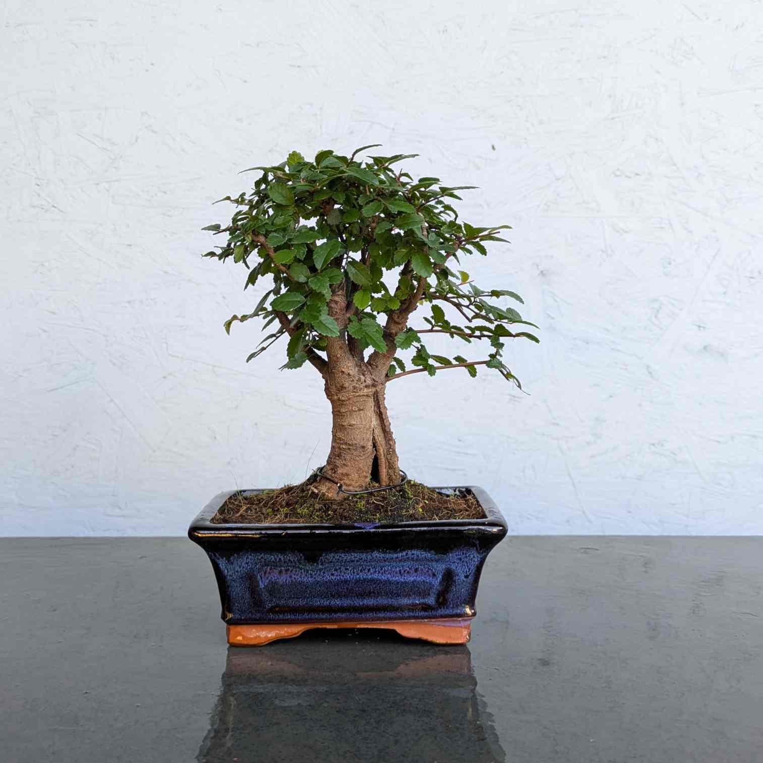 Chinese Elm