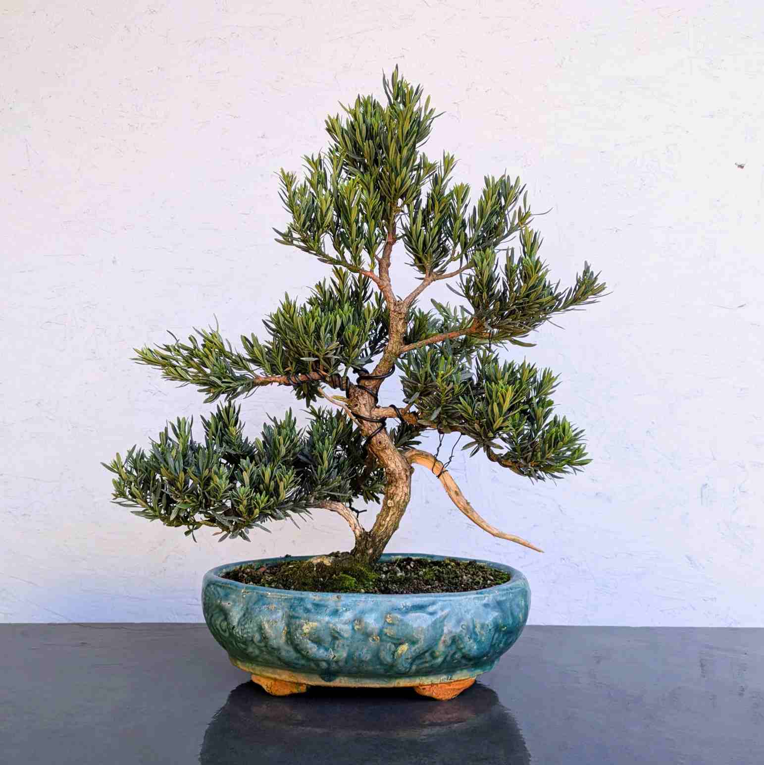 Buddhist Pine