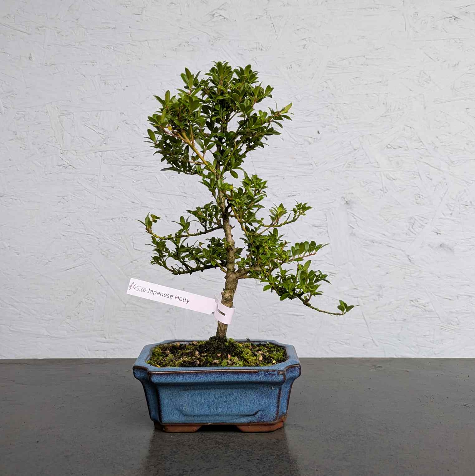 Japanese Holly
